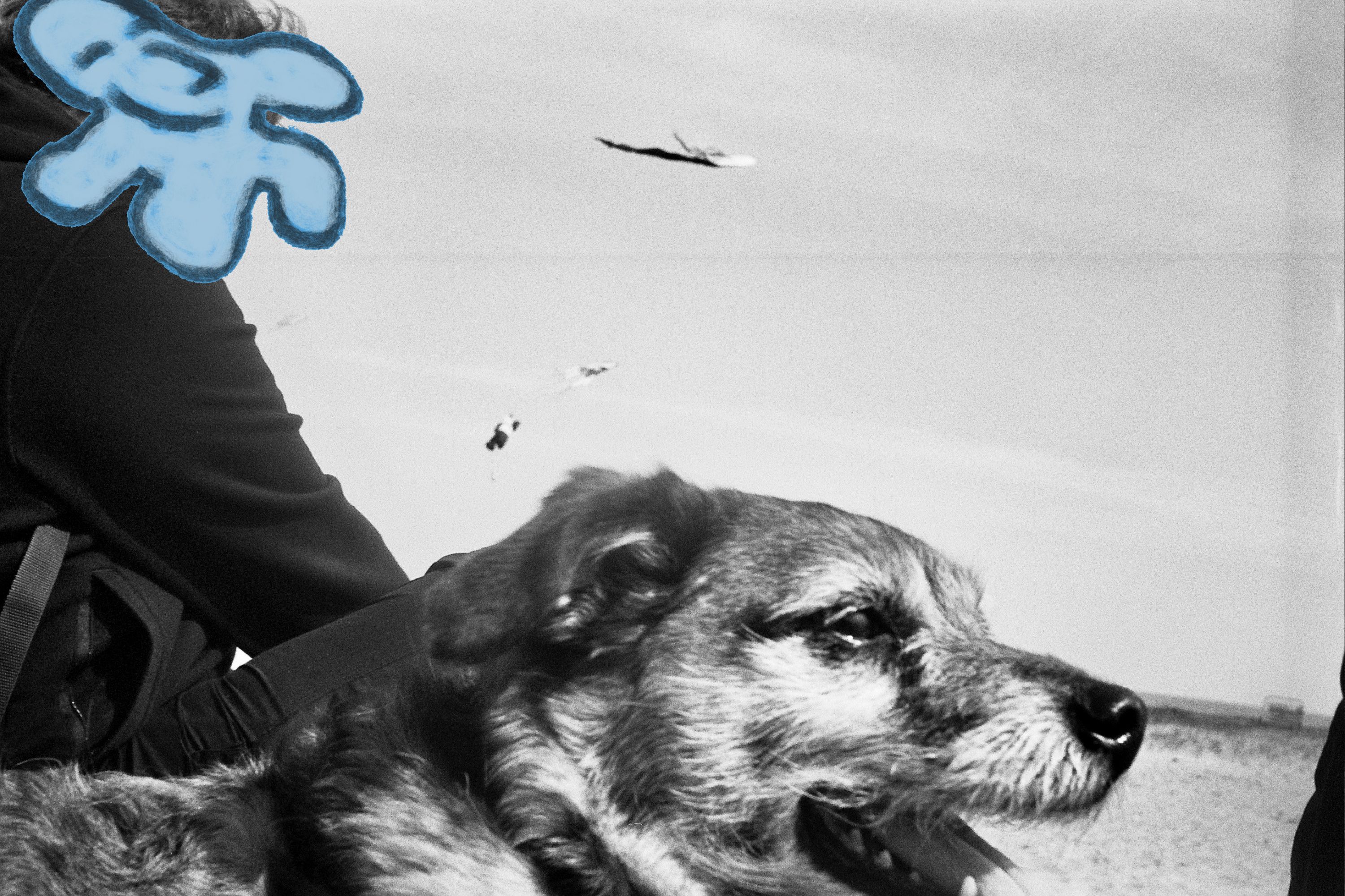 my dog and dad on the beach, in front of some kites.