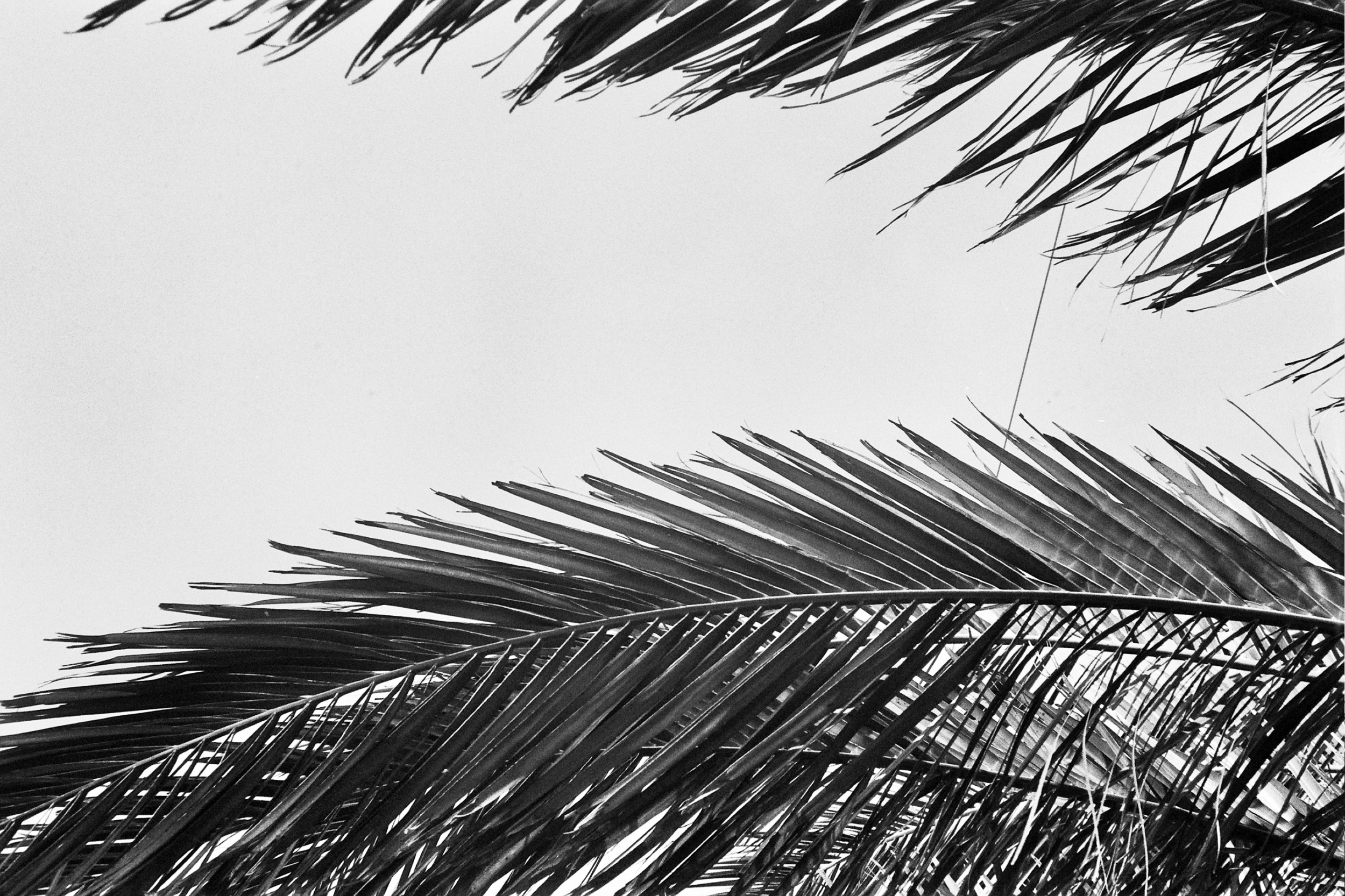 Leaves of a palm tree