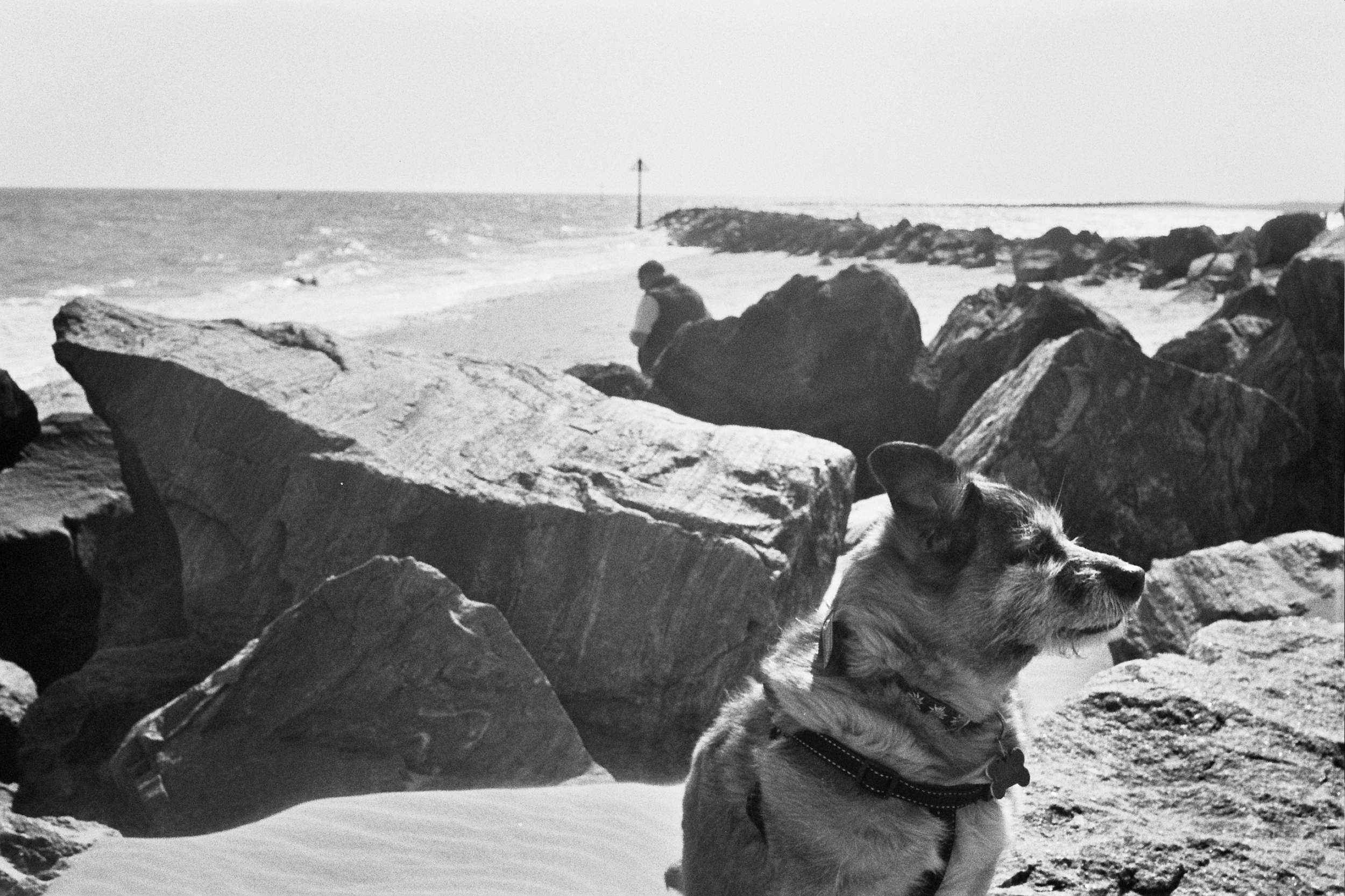 My dog at the beach in front of some rocks.