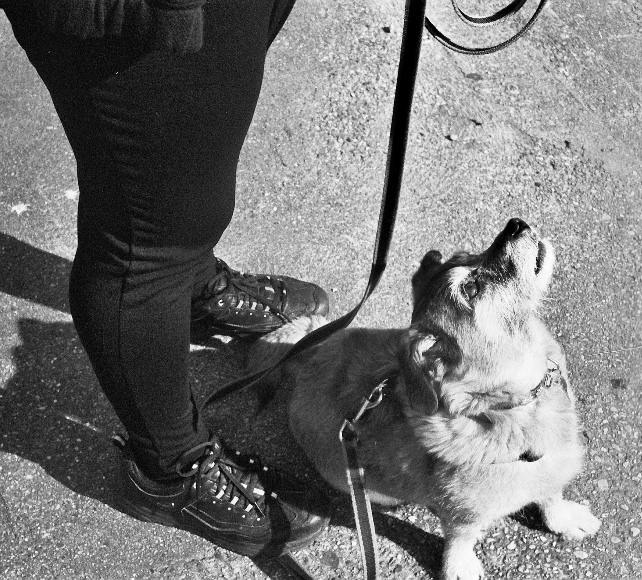 My dog sitting on the ground, looking up at my mom.