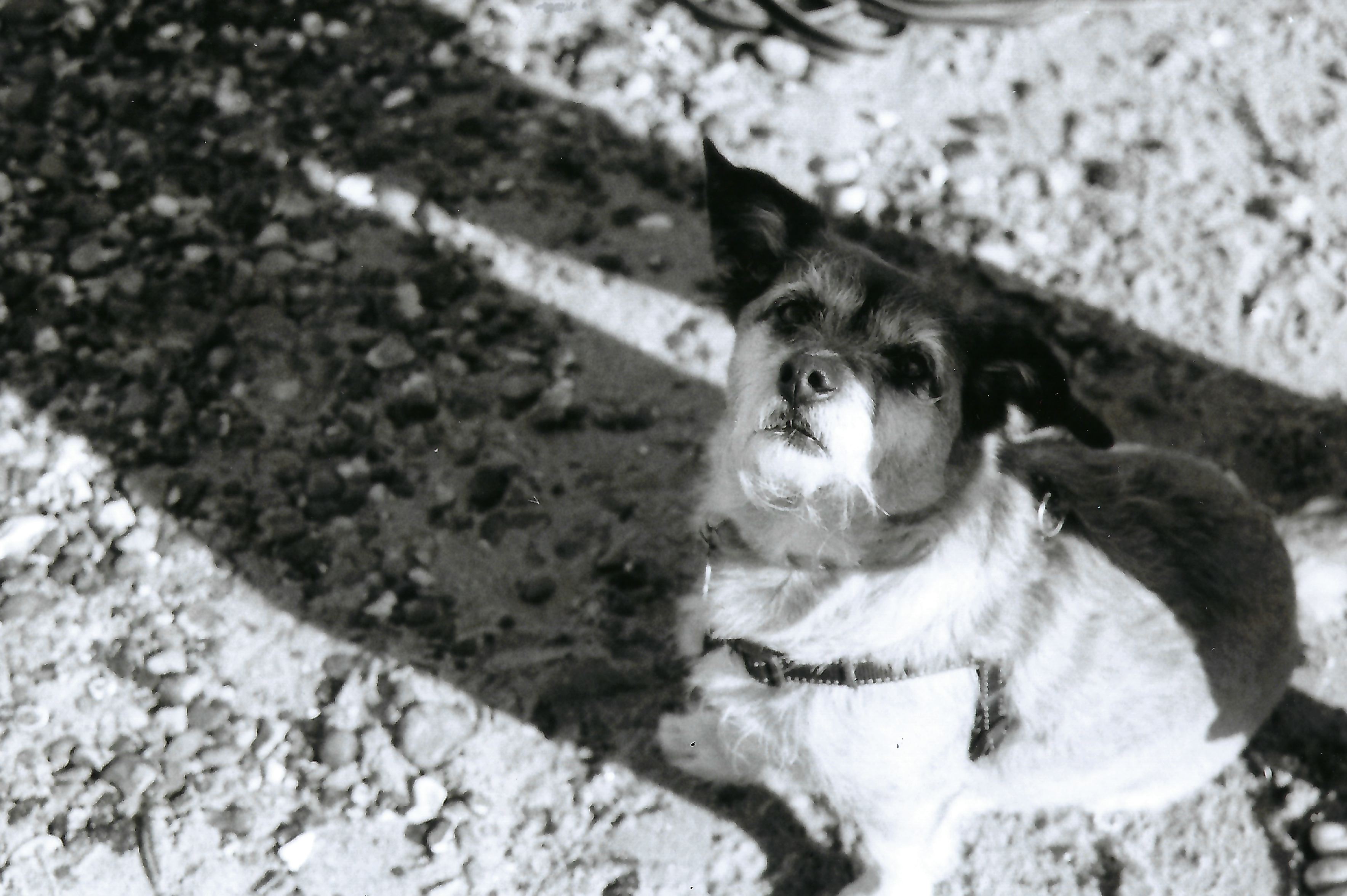 My dog at the beach, looking at the camera.