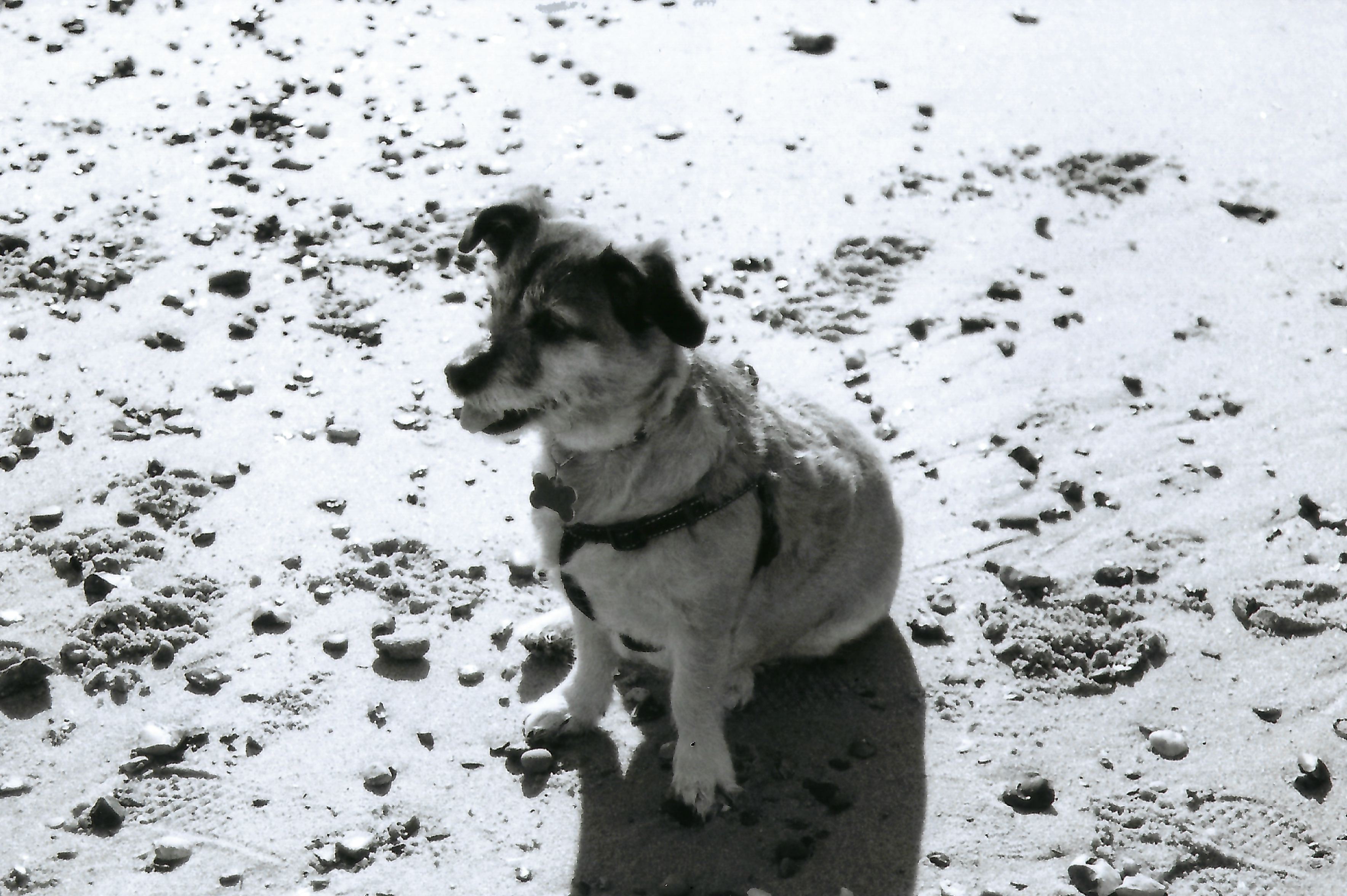 My dog sitting on the beach.