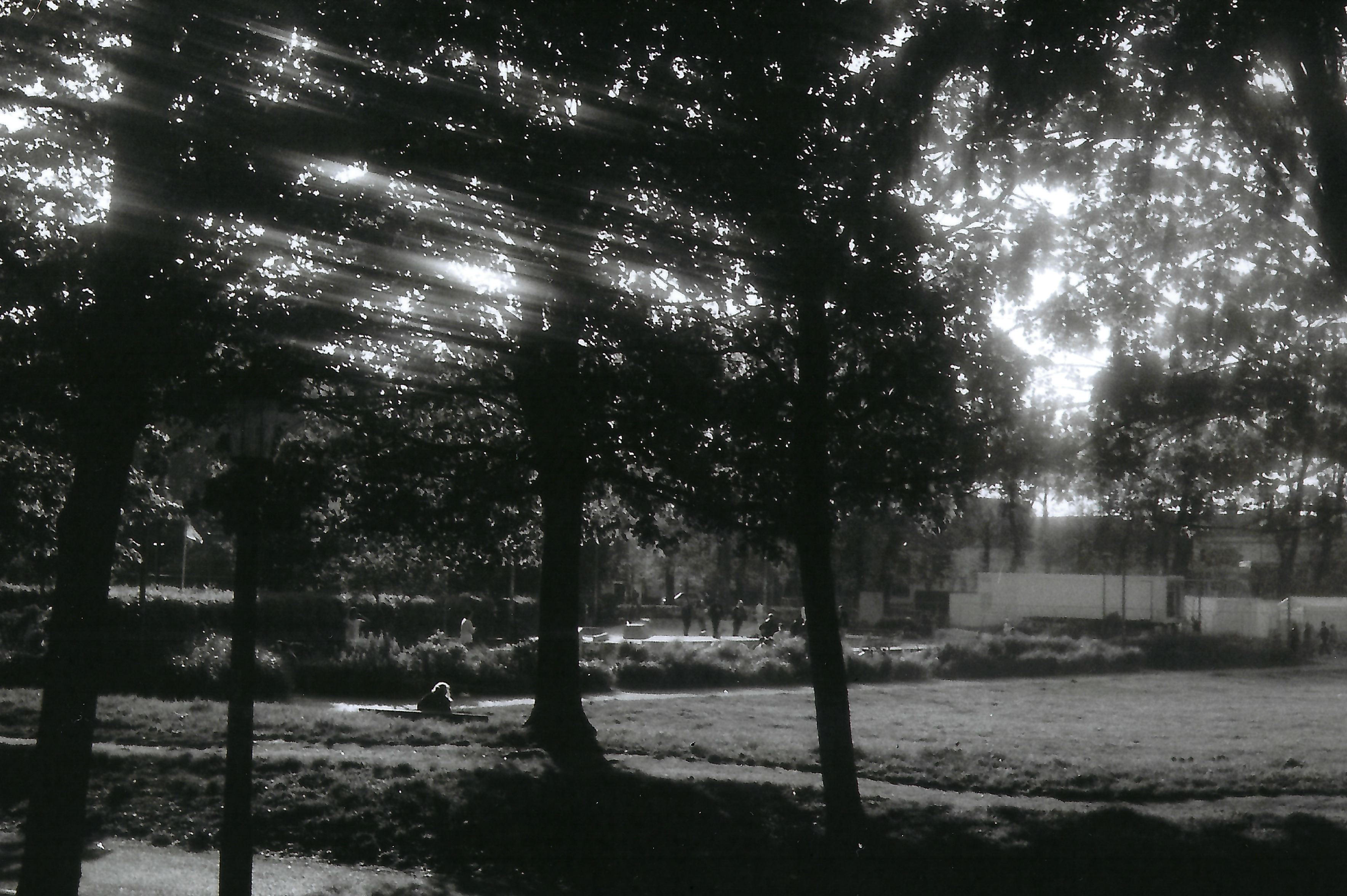 Picture of a park, with rays of light shining through the leaves.