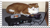 cat on n64