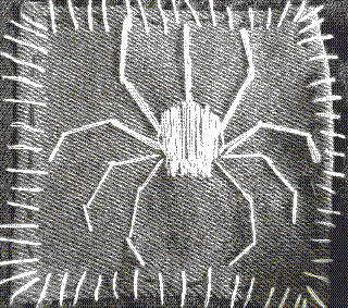 spider patch