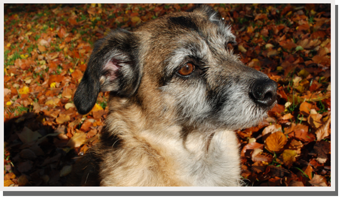 my dog during a sunny autumn day