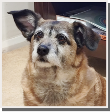 dog with one of her ears standing up