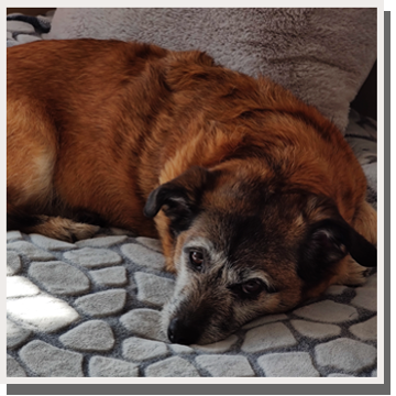 dog on bed looking at camera