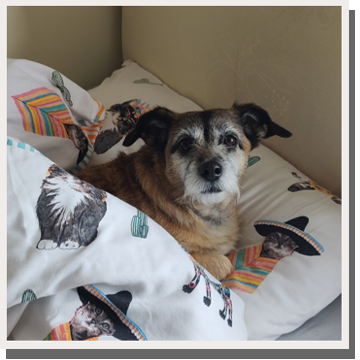 dog under the covers on a bed