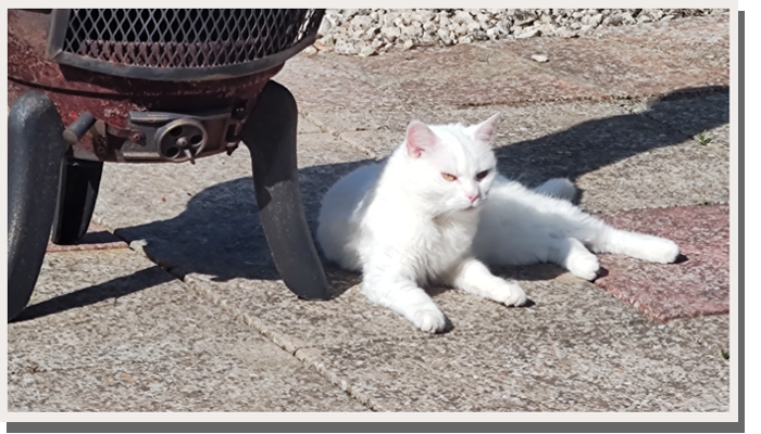 my cat chilling outside