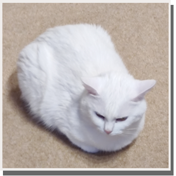 my cat loafing on the floor