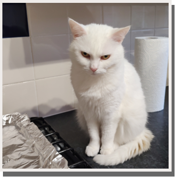 cat on a kitchen counter