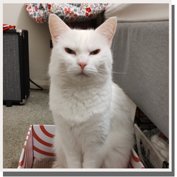 cat in a bedroom looking at camera with authority