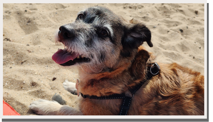 my dog on the beach