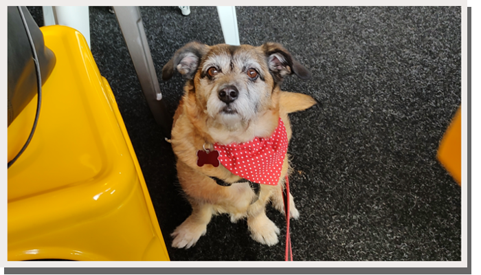 my dog in a pet cafe