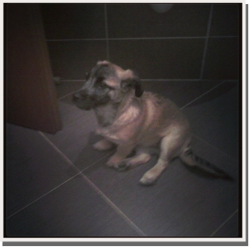 my dog, young, sitting on the bathroom floor