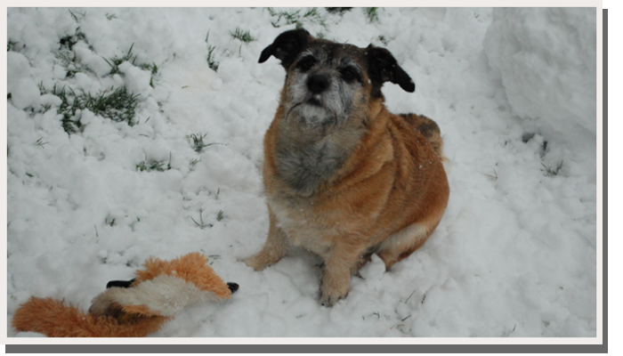 my dog playing in the snow